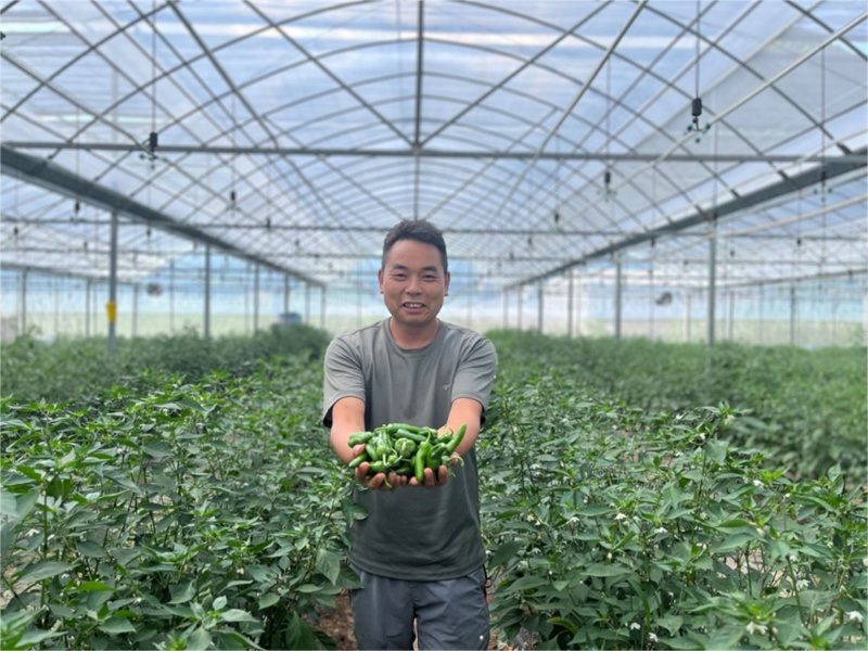 毛家河村村民种植辣椒增收